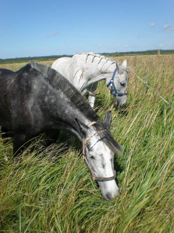 Hotel Sassi Talu Horsefarm Parnu Esterno foto